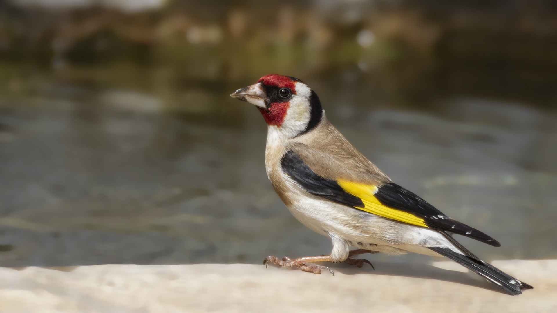 European Goldfinch